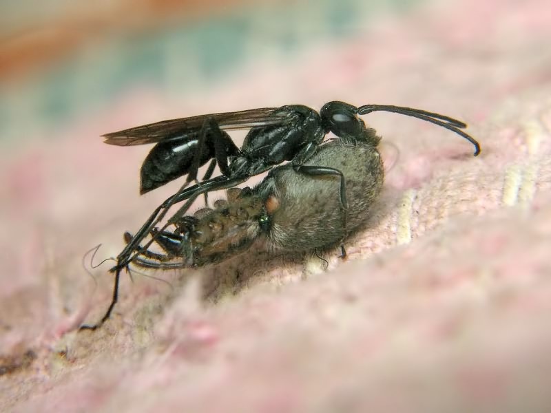 Auplopus carbonarius (Scopoli, 1763)